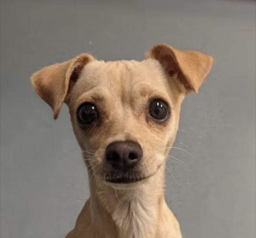 Bella the Chihuahua mix
