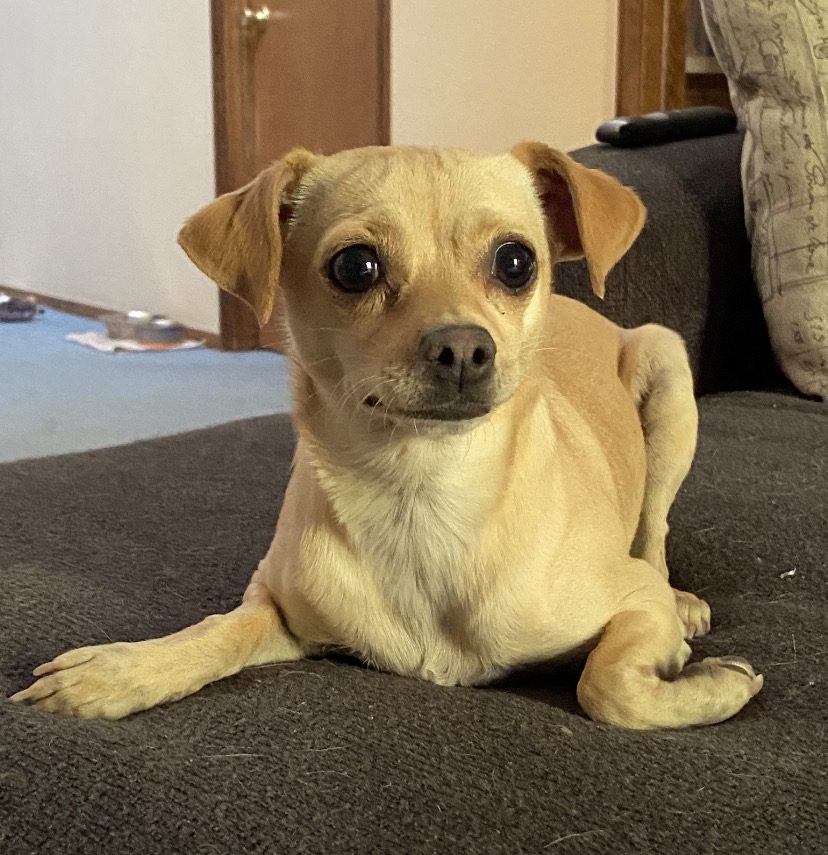 Bella the Chihuahua mix