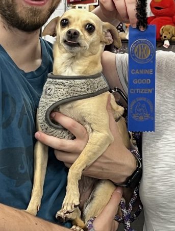 Bella the Chihuahua mix