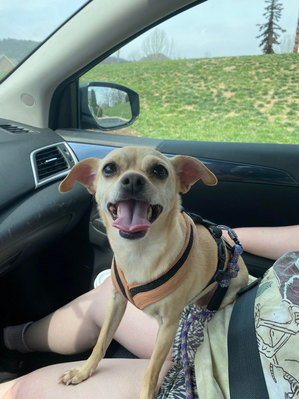 Bella the Chihuahua mix