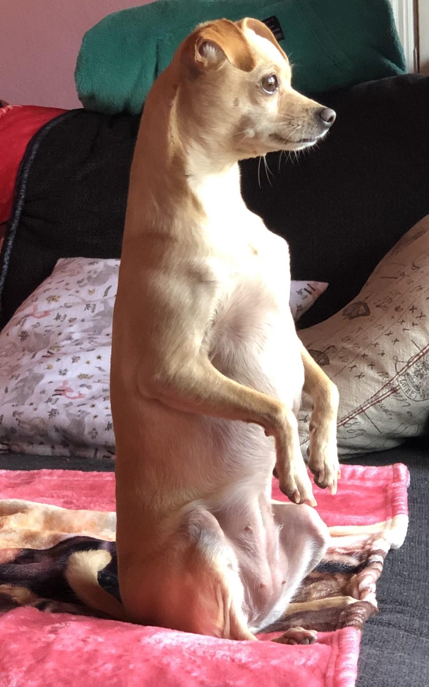 Bella the Chihuahua mix