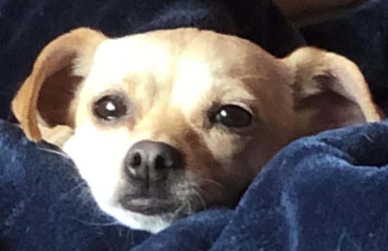 Bella the Chihuahua mix