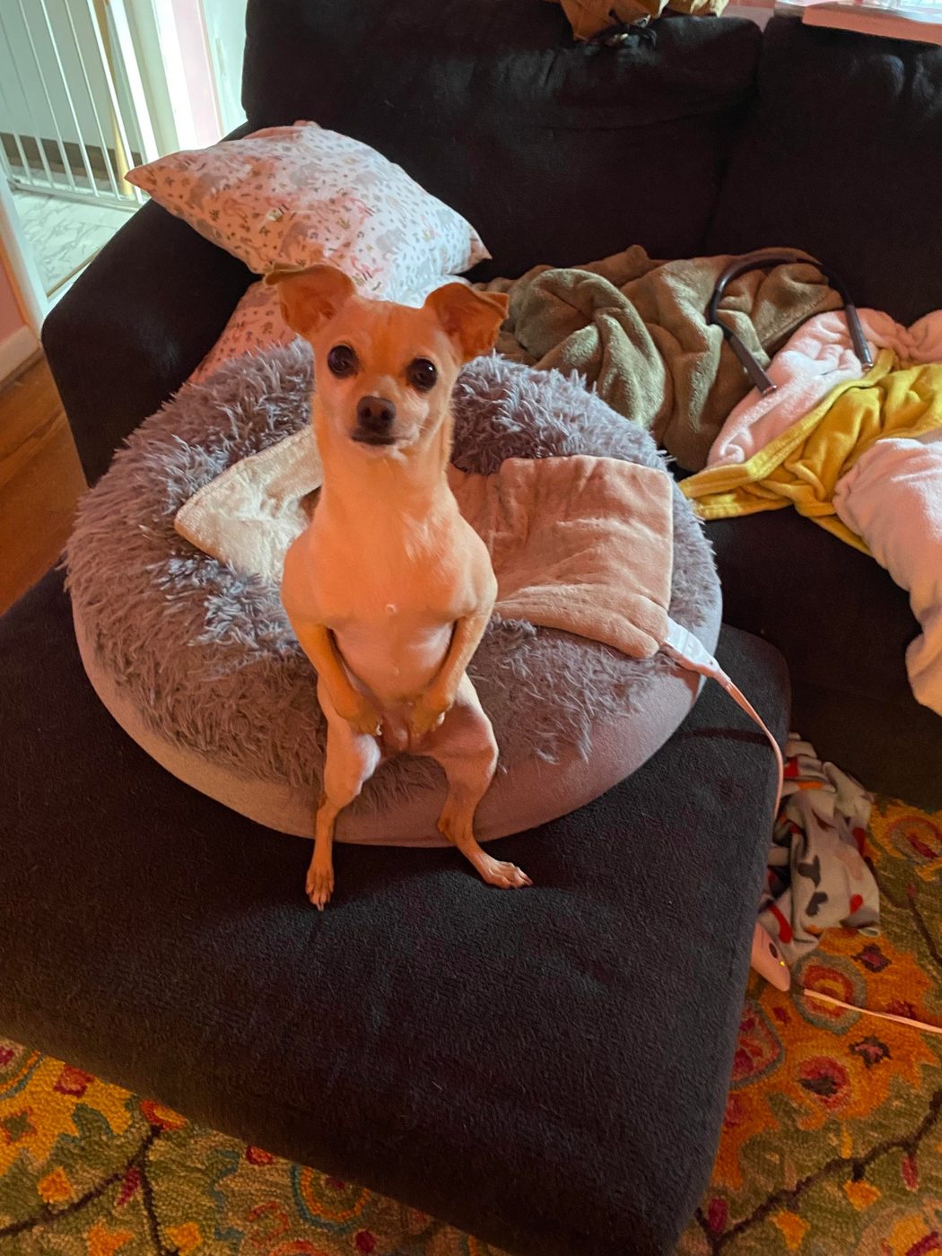 Bella the Chihuahua mix