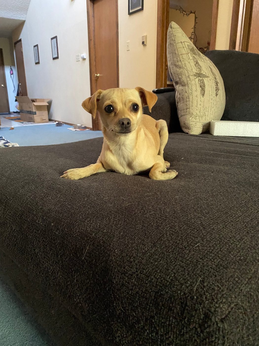Bella the Chihuahua mix