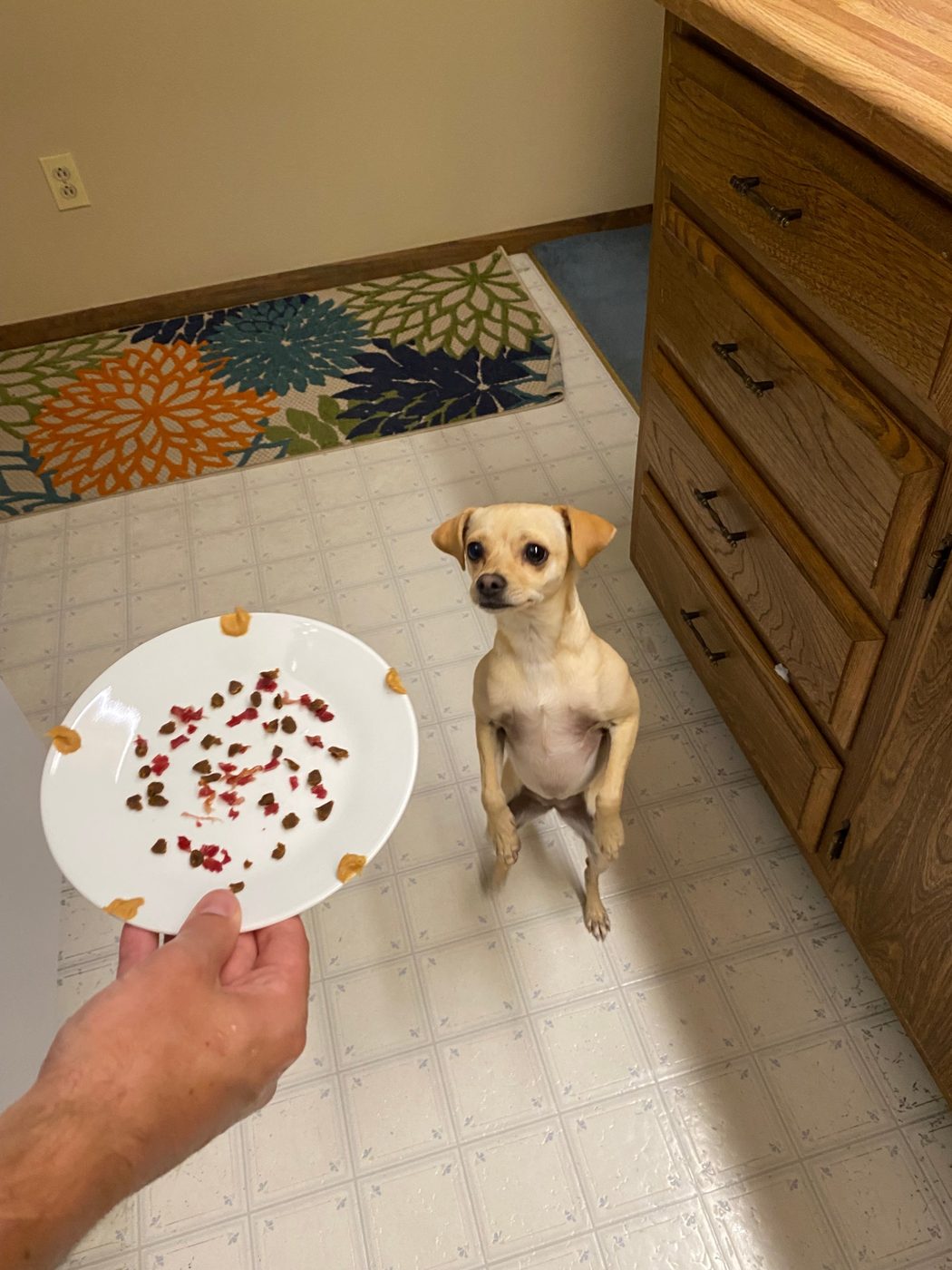 Bella the Chihuahua mix