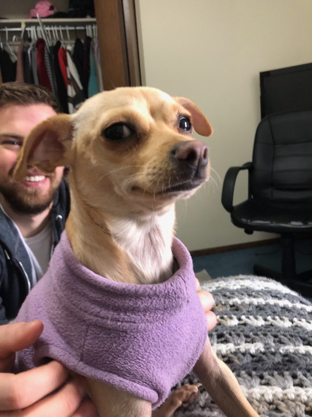 Bella the Chihuahua mix