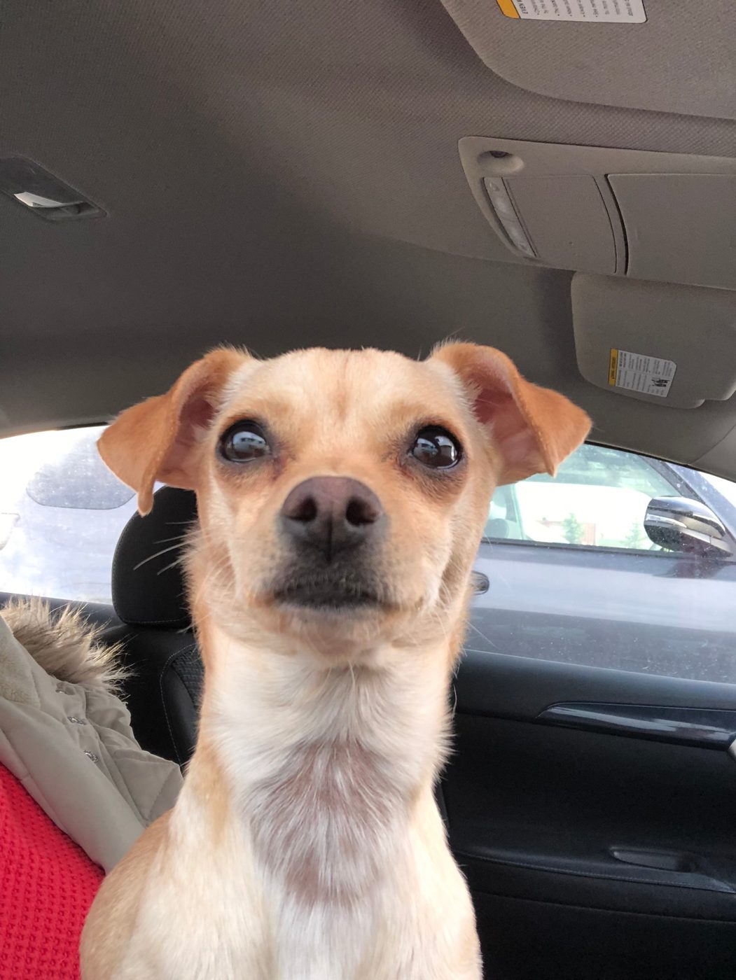 Bella the Chihuahua mix