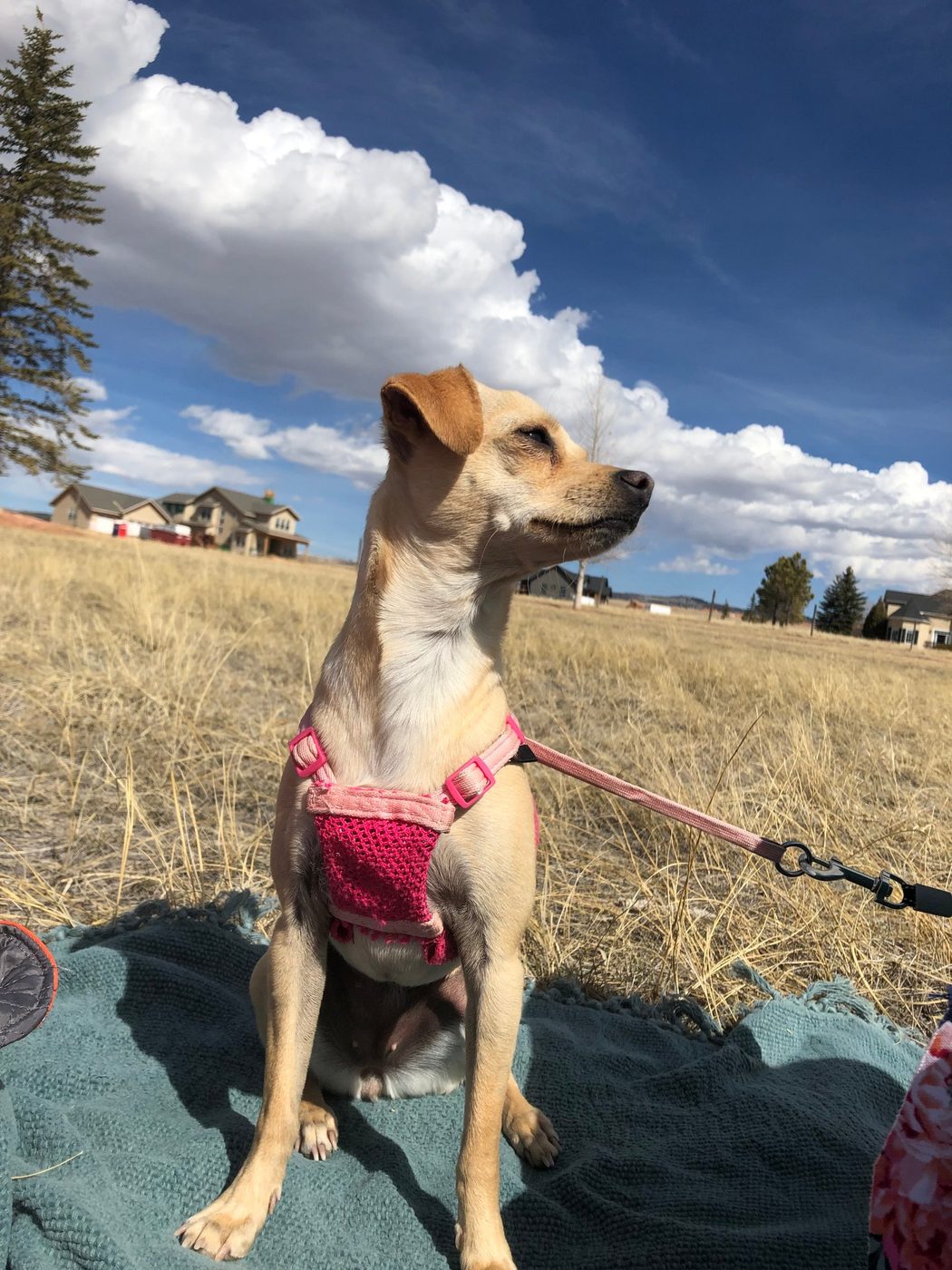 Bella the Chihuahua mix