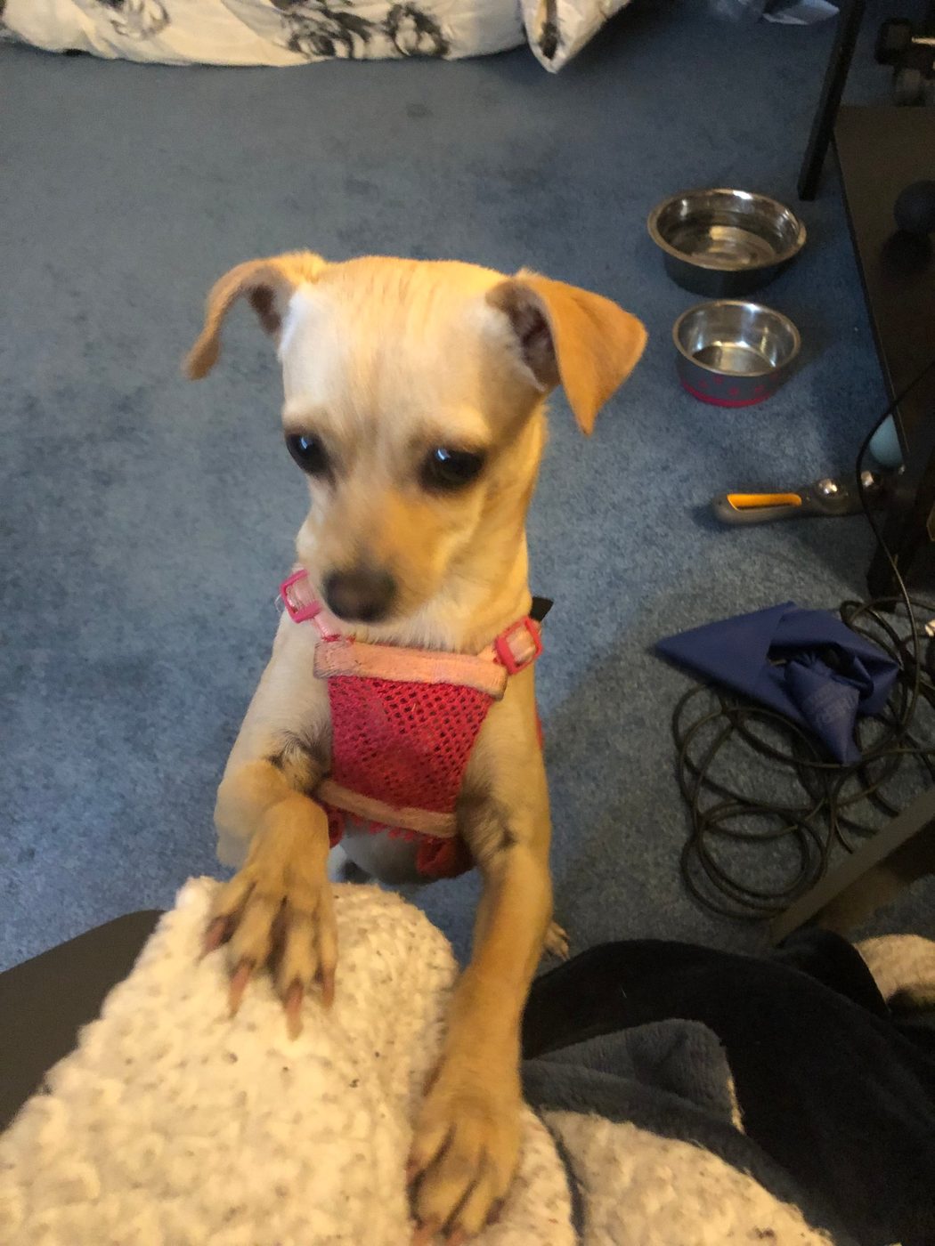 Bella the Chihuahua mix