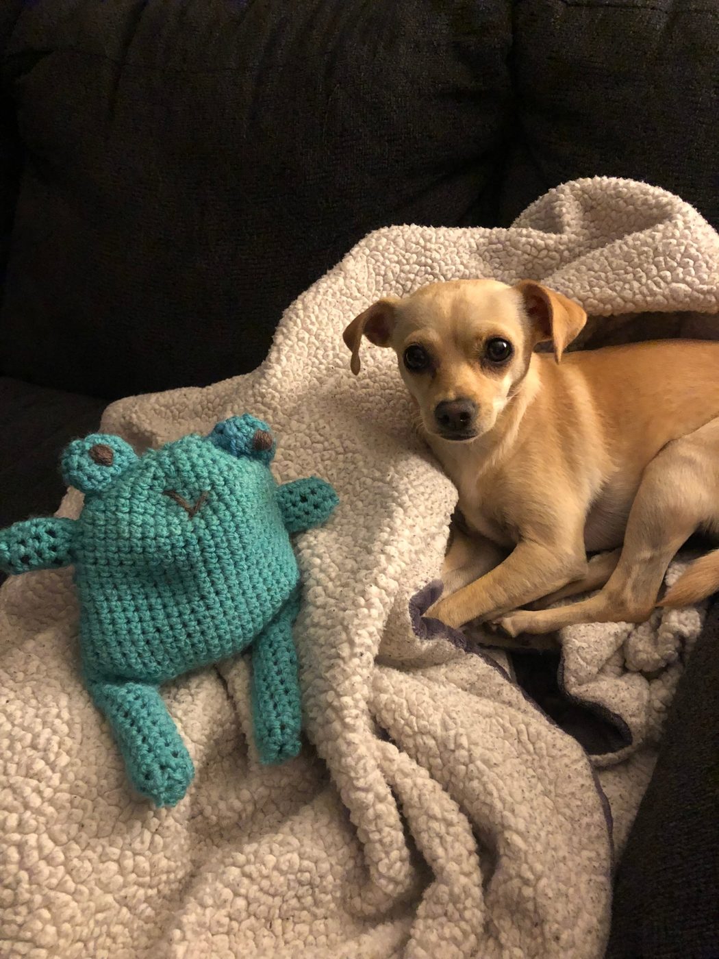 Bella the Chihuahua mix