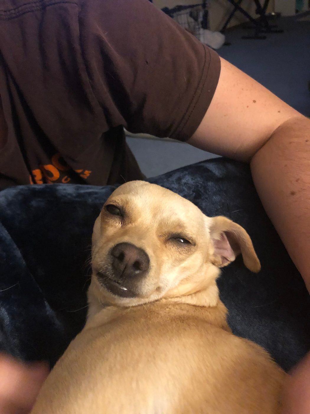 Bella the Chihuahua mix