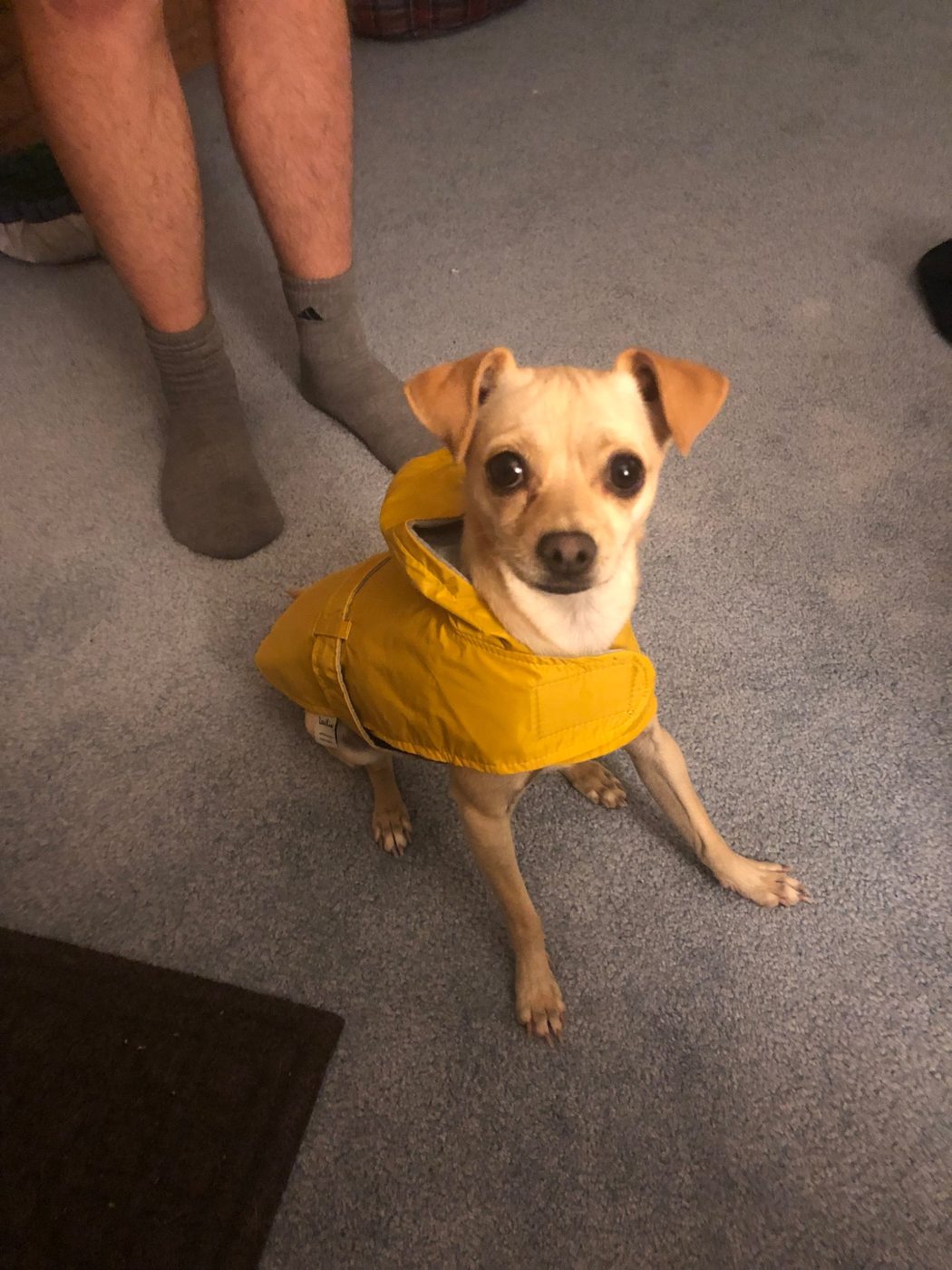 Bella the Chihuahua mix