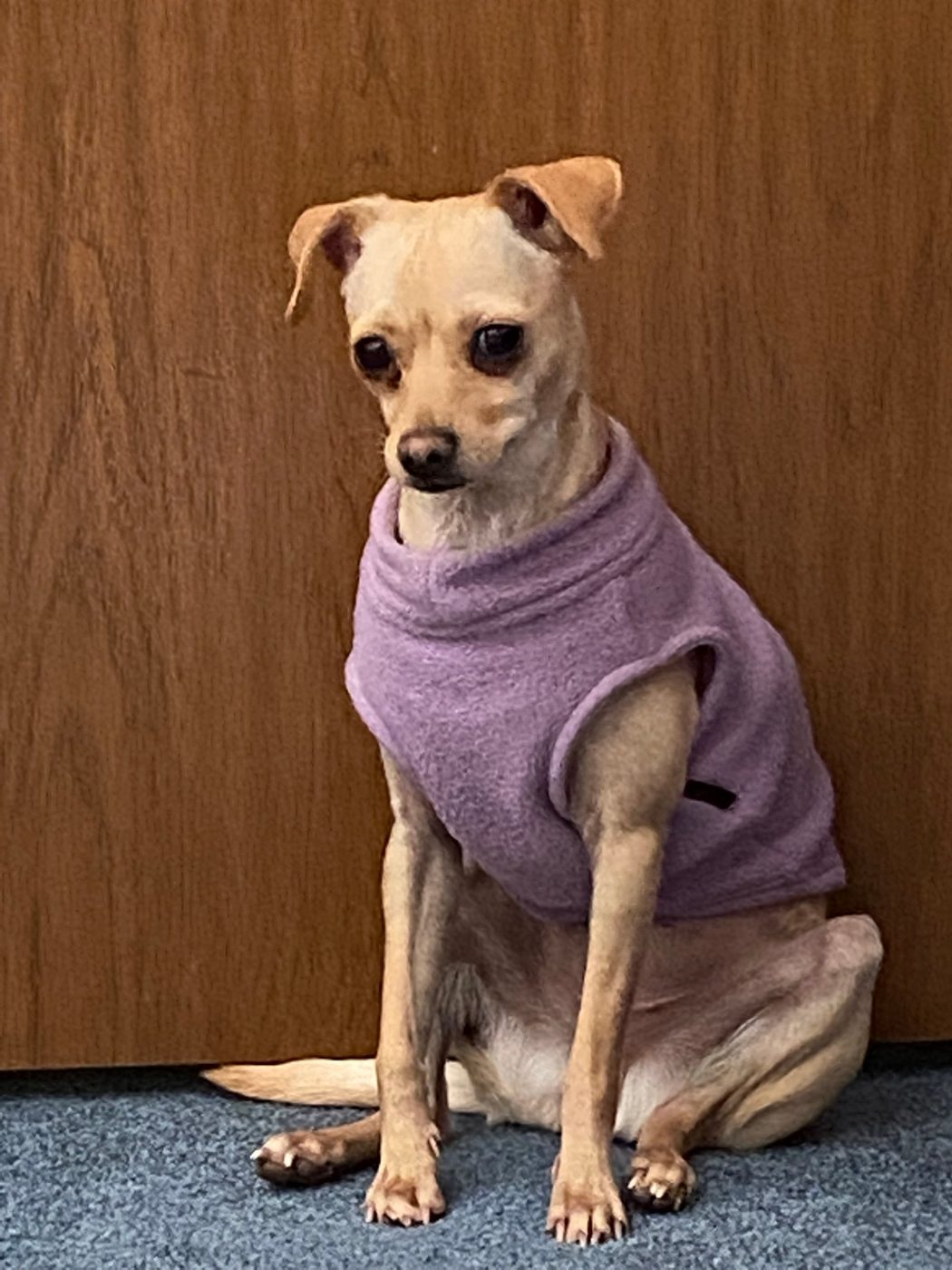 Bella the Chihuahua mix