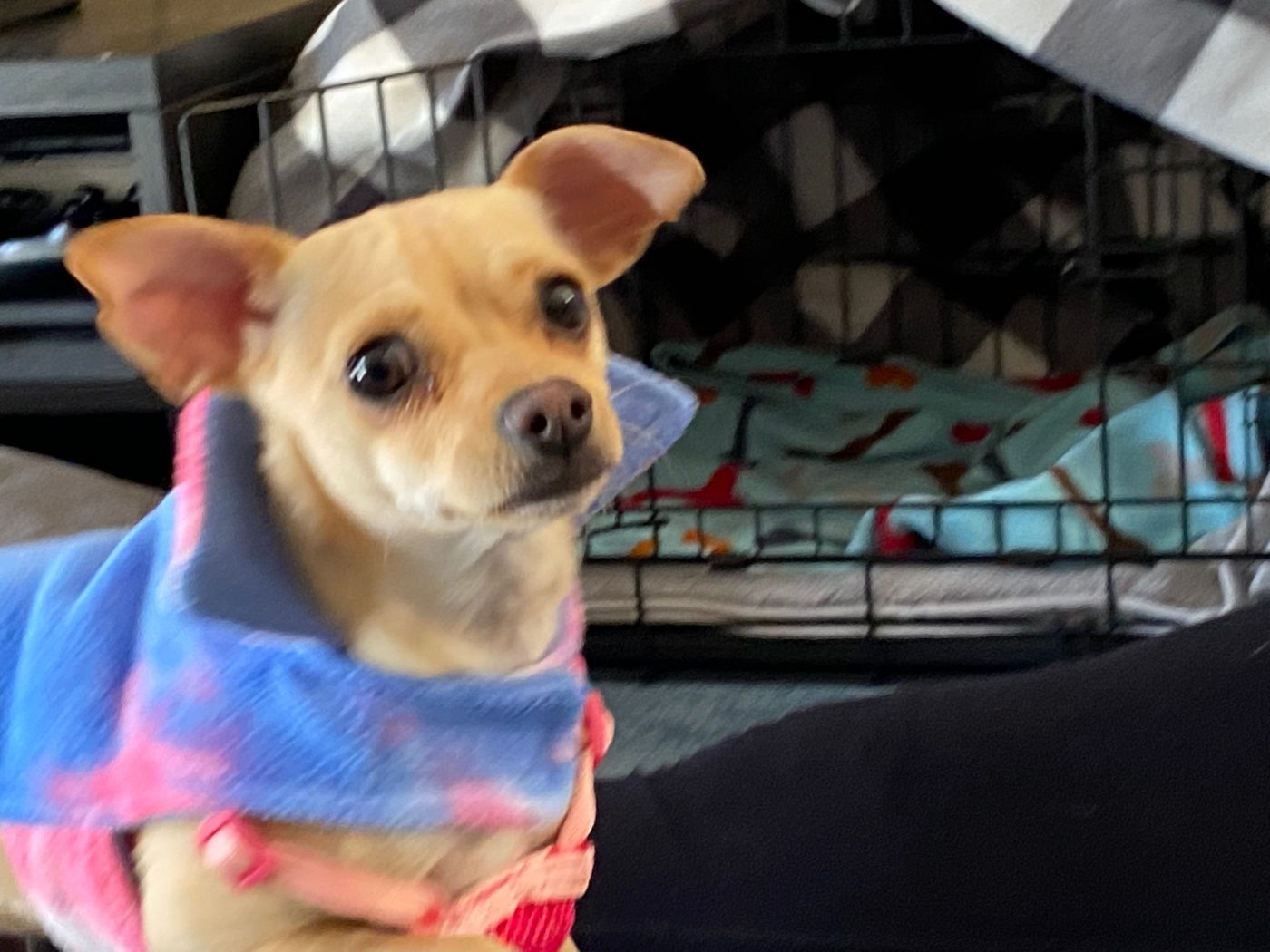 Bella the Chihuahua mix
