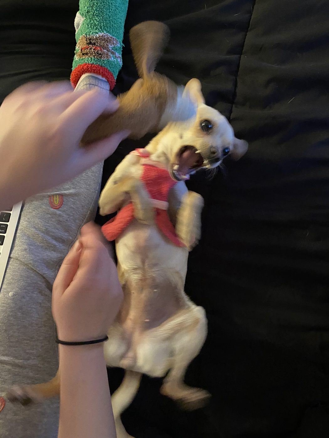 Bella the Chihuahua mix