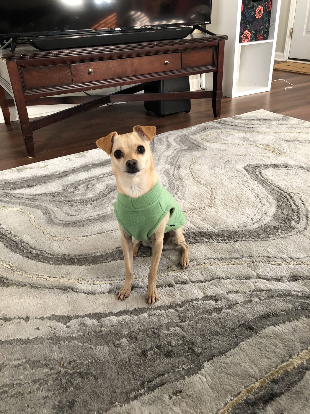 Bella the Chihuahua mix