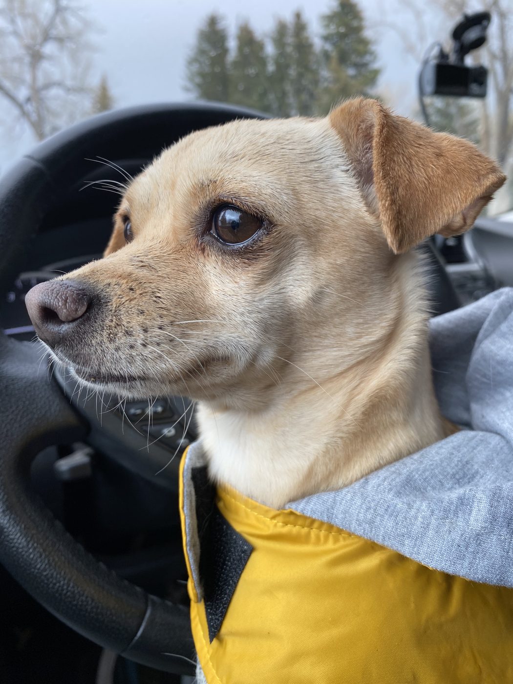 Bella the Chihuahua mix