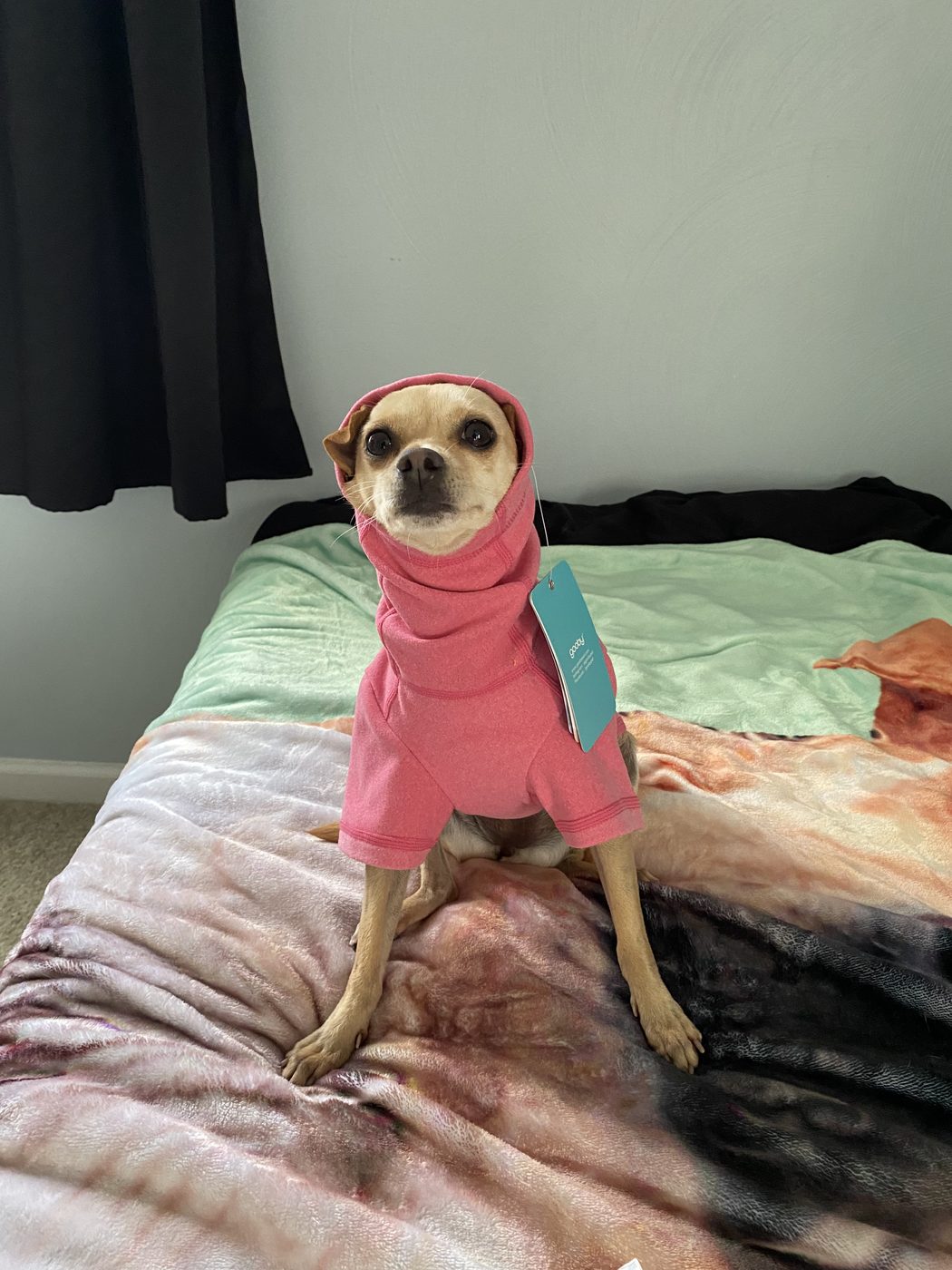 Bella the Chihuahua mix
