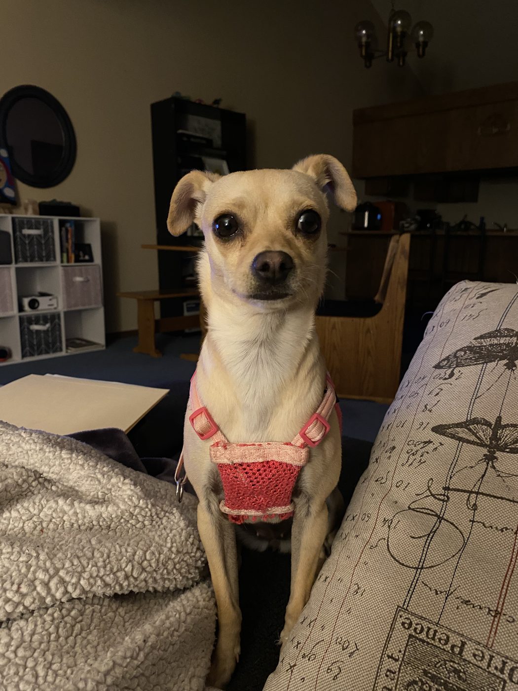 Bella the Chihuahua mix