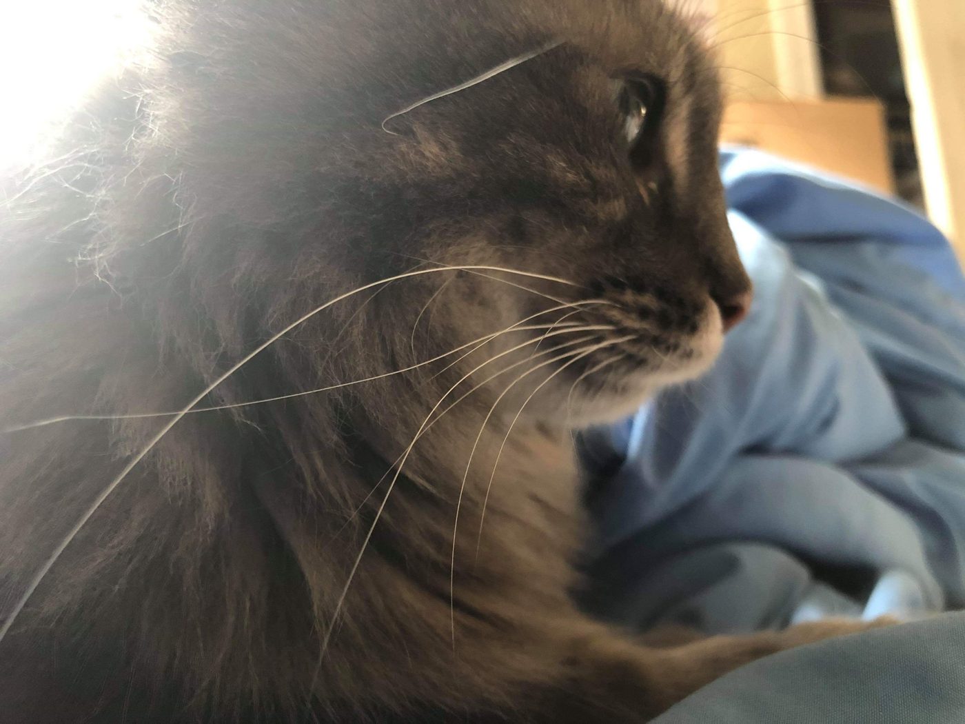 Cat comic, part 1: Khaddy