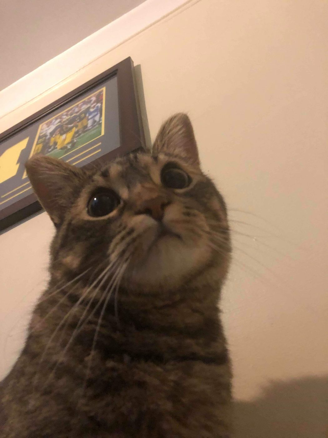 Cat comic, part 3: The Introduction (Who dat?)