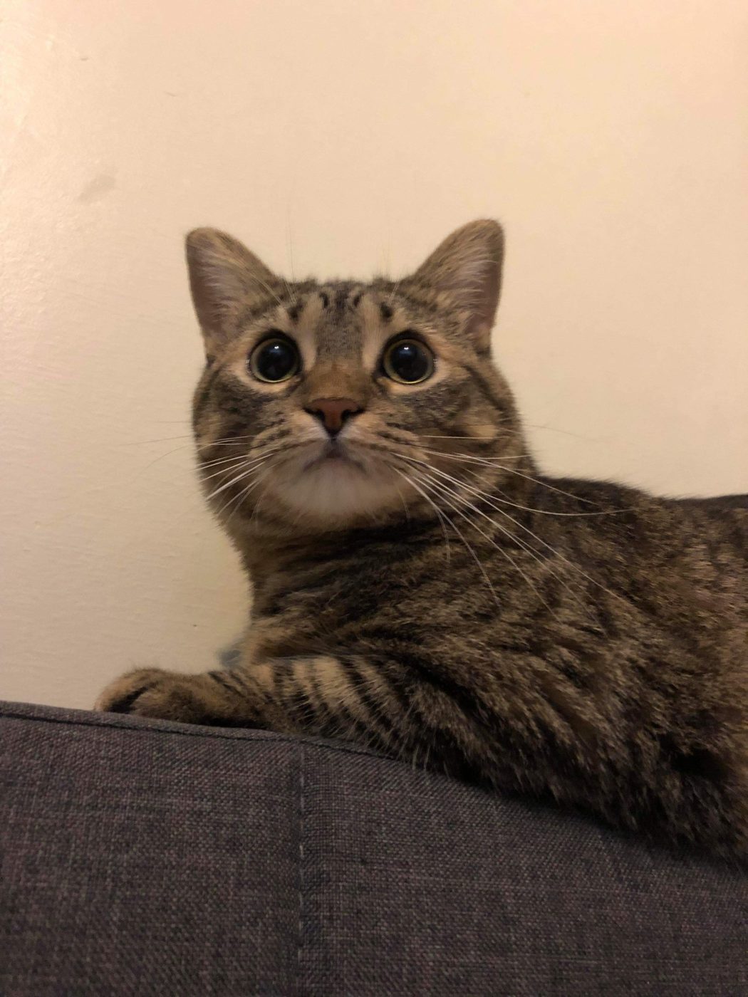 Cat comic, part 3: The Introduction (Who dat?)
