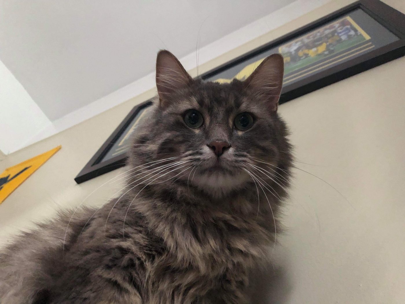 Cat comic, part 3: The Introduction (Who dat?)