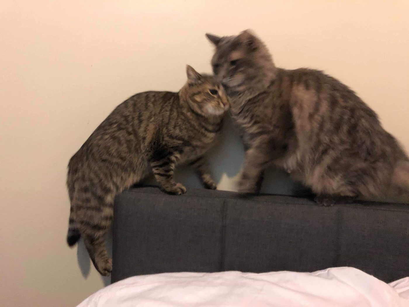 Cat comic, part 4: Love at First Sight