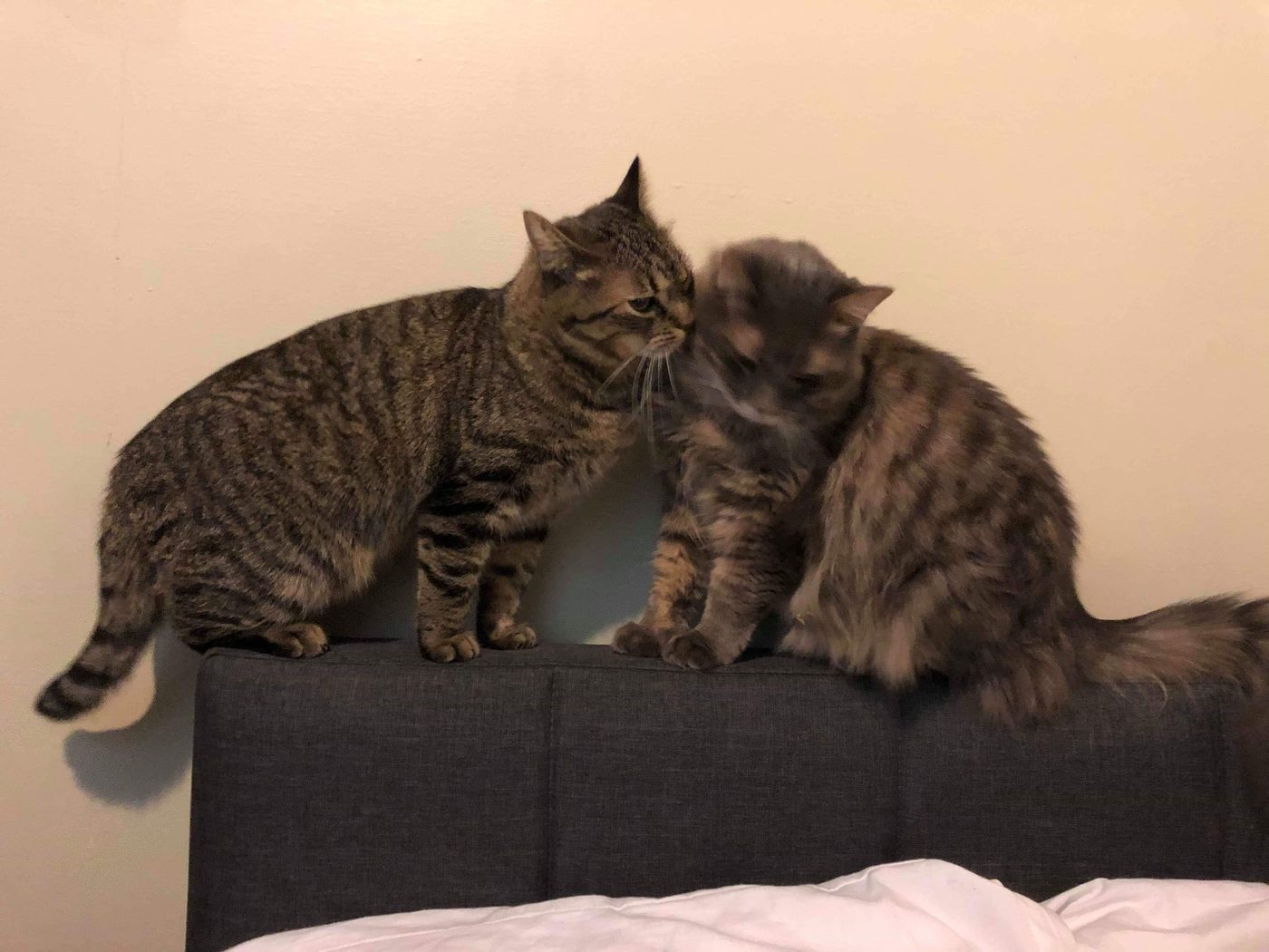 Cat comic, part 4: Love at First Sight