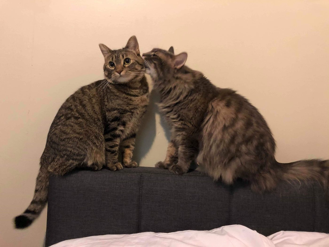 Cat comic, part 4: Love at First Sight