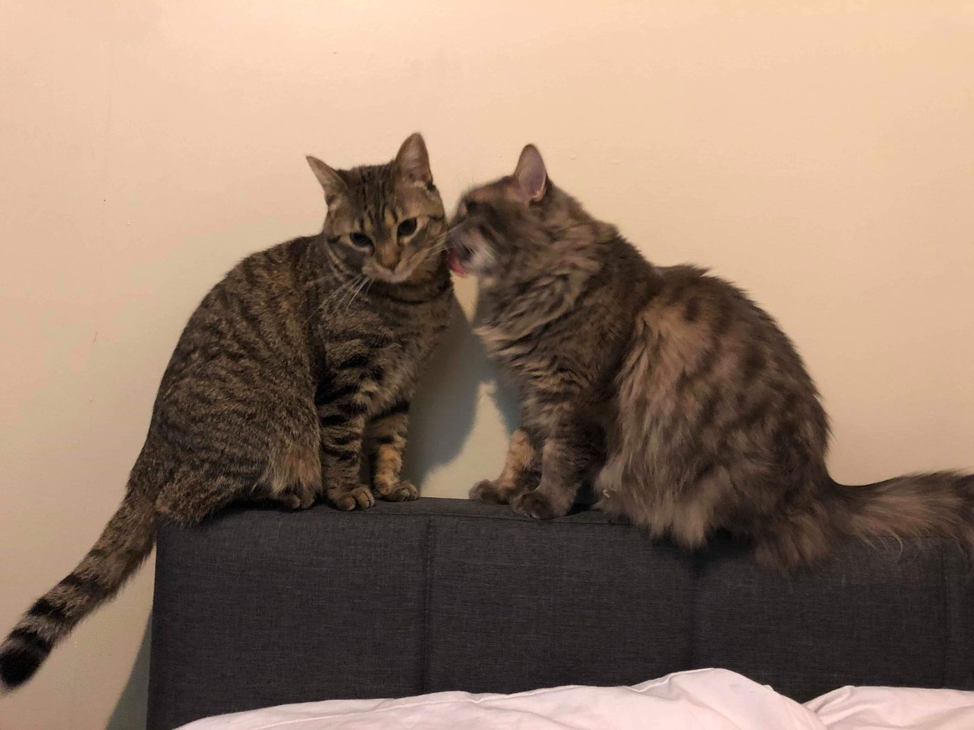 Cat comic, part 4: Love at First Sight