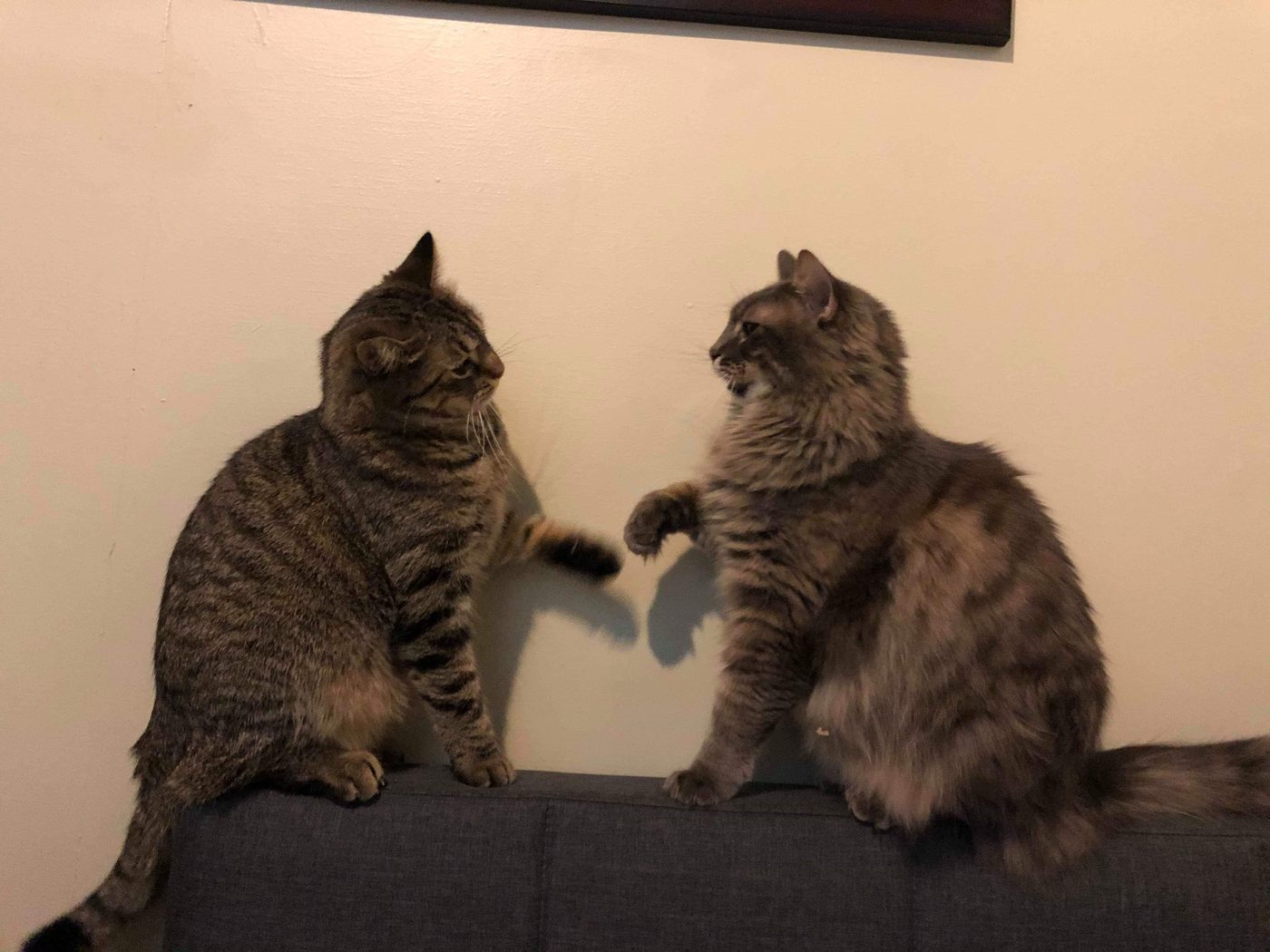 Cat comic, part 5: The Climax and Conflict?!?!