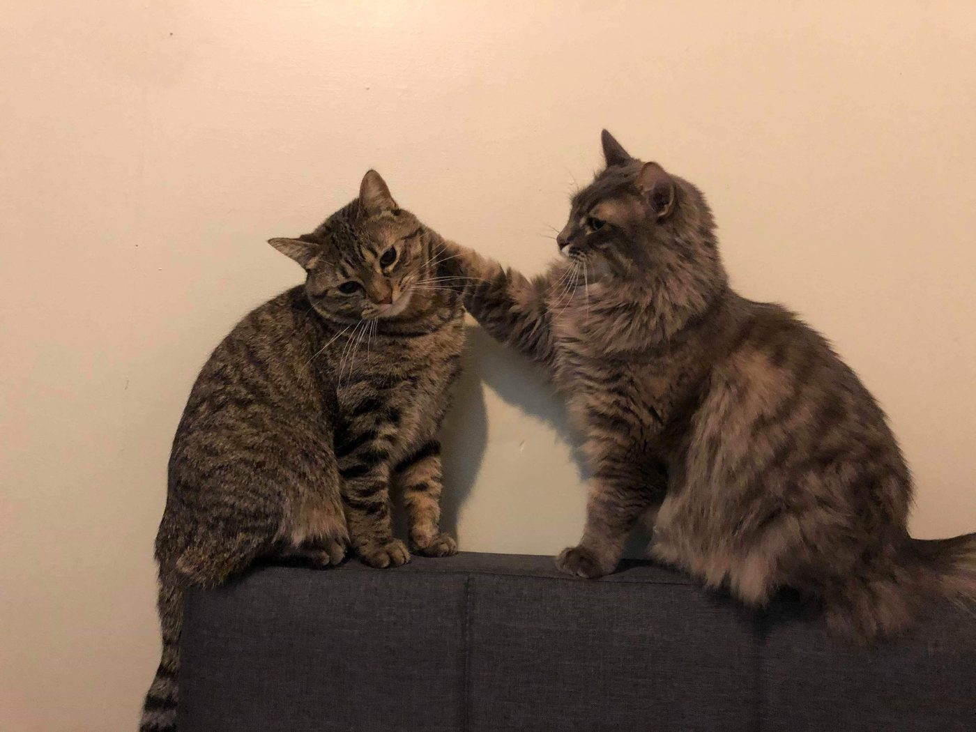 Cat comic, part 5: The Climax and Conflict?!?!