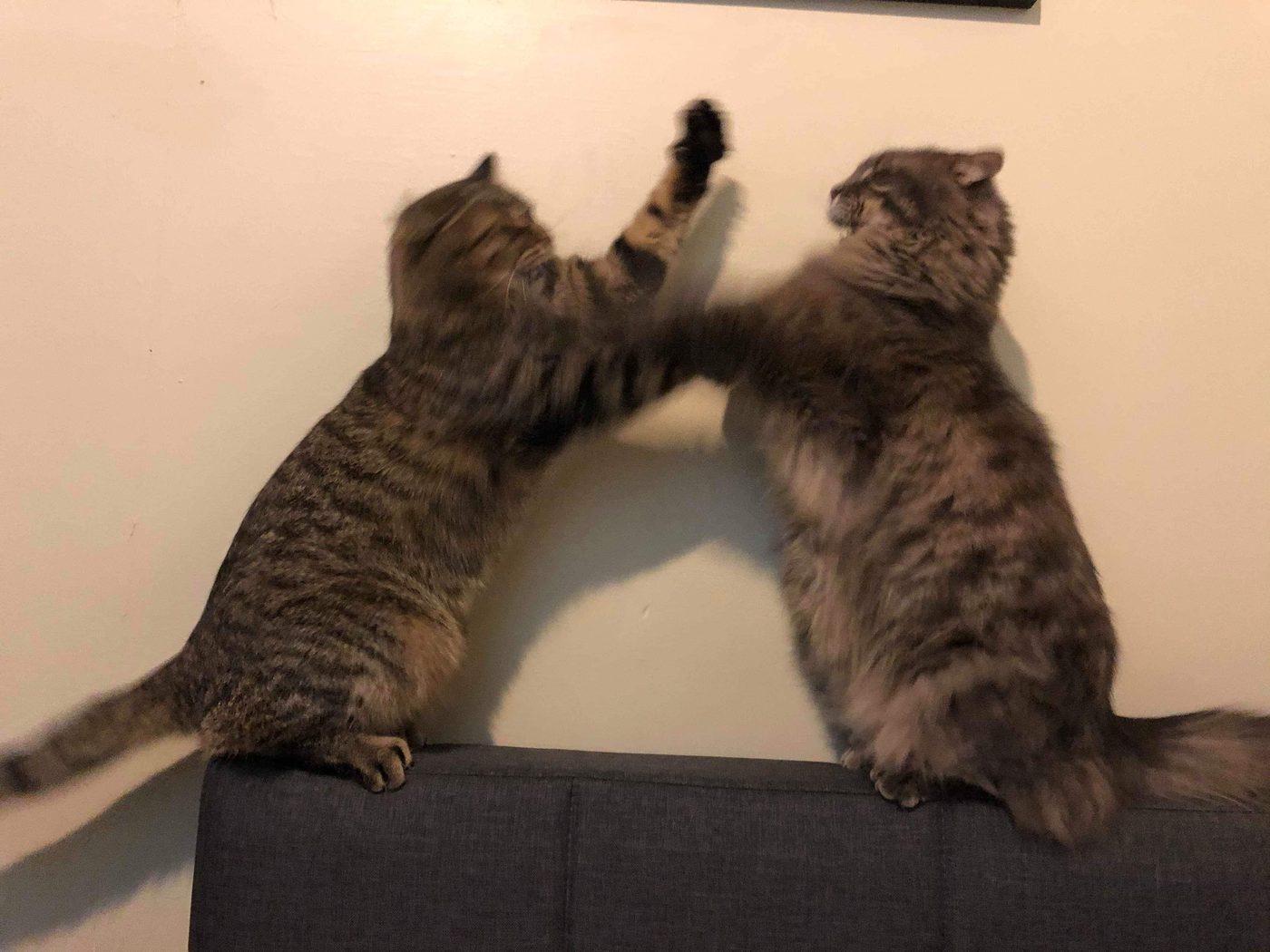 Cat comic, part 5: The Climax and Conflict?!?!